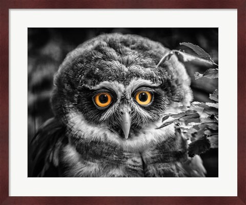 Framed Young Owl Black &amp; White Print