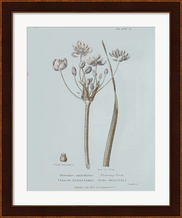 Framed Conversations on Botany II Blue Print