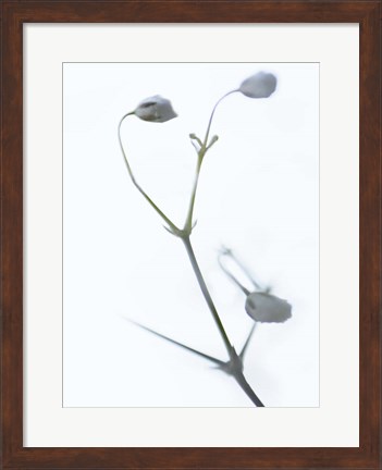 Framed White Buds II Print