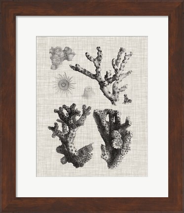 Framed Coral Specimen I Print