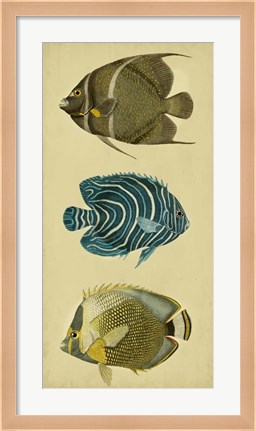 Framed Trio of Tropical Fish III Print