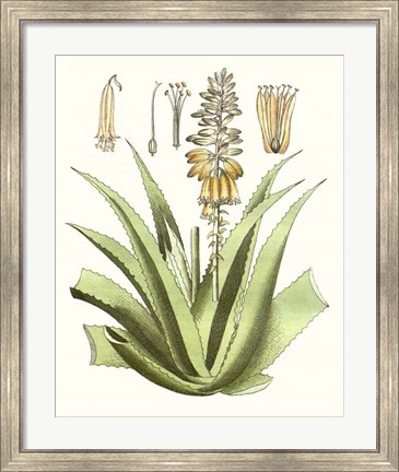 Framed Antique Aloe II Print