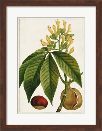 Framed Antique Flowering Trees VI Print