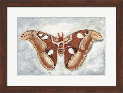 Framed Papillon de Nuit I Print