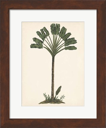 Framed Palm Tree Study I Print