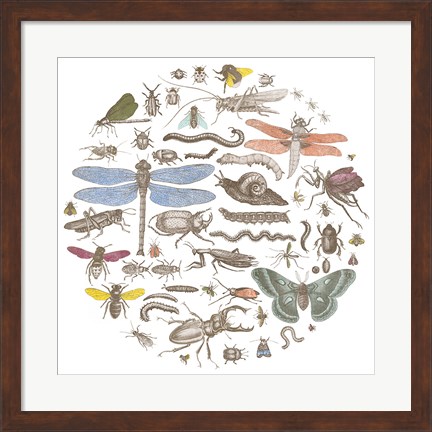 Framed Insect Circle I Bright Print