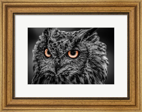 Framed Wise Owl 5 Black &amp; White Print
