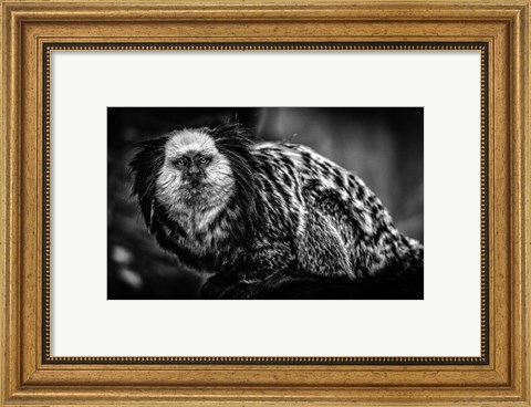 Framed Little Cute Monkey Black &amp; White Print