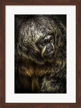 Framed Little Monkey 4 Print
