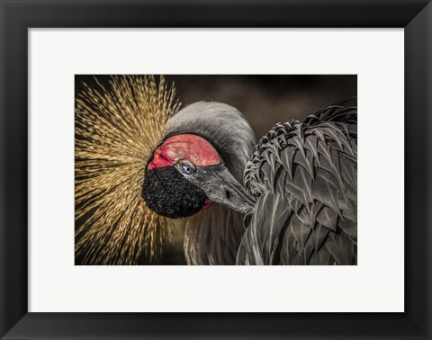 Framed Yellow Crowned Crane 3 Print