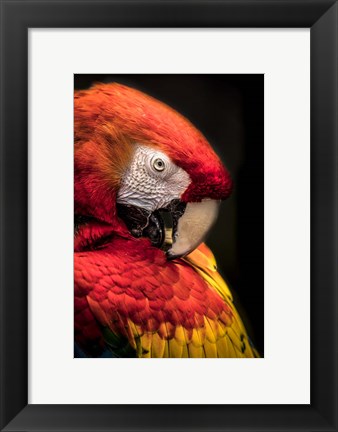 Framed Red Ara Parrot 2 Print