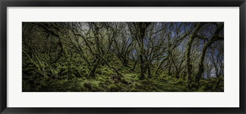 Framed Mossy Forest Panorama Print
