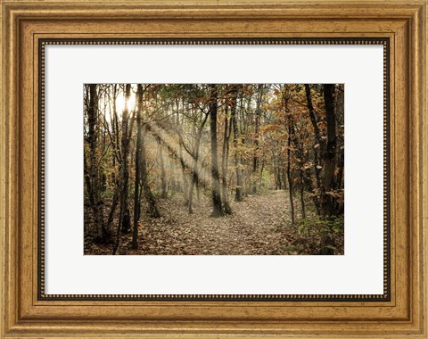 Framed Autumn Sun 2 Print