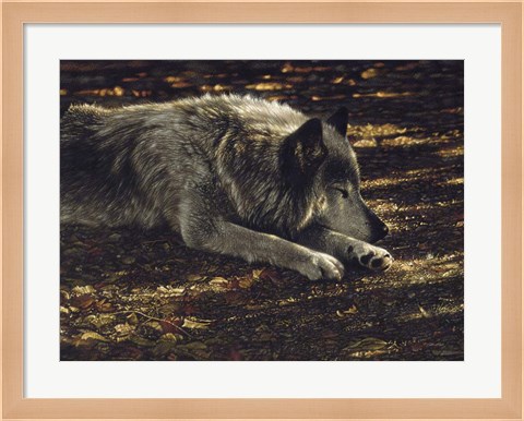 Framed Resting Wolf Print