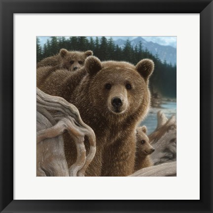 Framed Brown Bears - Backpacking - Square Print
