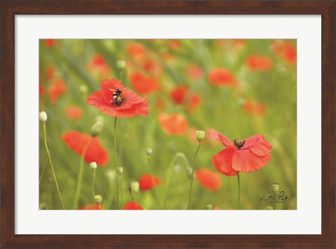 Framed Filed of Poppies Print